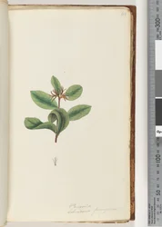 Página 40. Persoonia / Schraderia ferruginea
