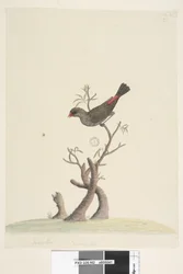 Página 42. Fringilla. En la parte inferior central, con otra letra: Tamaño natural. Diamante moteado Stagonopleura guttata, 1791-92