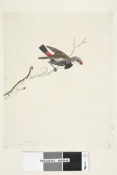 Página 43. Fringilla. debajo del título en diferente mano febrero. Tamaño natural Diamante de cola de fuego Stagonopleura guttata, 1791-92