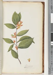 Página 44. Persoonia / Schraderia ferruginea