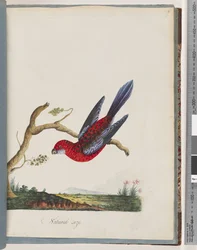 Página 45. Rosella Carmesí. Loro Pennantian