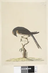 Página 45. Tamaño natural. en la esquina superior derecha en diferente mano A en la esquina inferior izquierda Va con B es decir, f.44 Cuco de cola de abanico Cacomantis pyrrhophanus, 1791-92