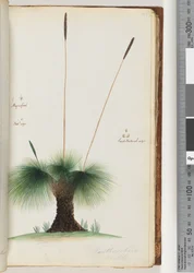 Página 45. Xanthorrhoea Hastile. Árbol de Hierba Ampliado. Tamaño Natural. Semilla Tamaño Natural