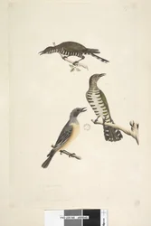 Página 46. Cuculus. tamaño natural. Los dos pájaros superiores son cucos de bronce dorado, el tercero es un silbador rufo Lamprococcyx plagosus Chrysococcyx lucidis, 1791-92