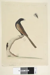 Cucal Faisán