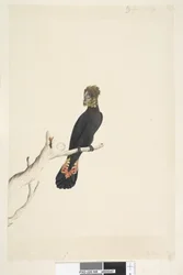 Página 48. Cacatúa Negra. Cacatúa Negra Brillante Calyptorhynchus lathami, hembra, 1791-92