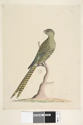 Página 50. Este es un perico terrestre y nunca se posa en un árbol, o lo hace muy raramente. En la parte inferior central, con otra letra: Tamaño natural. Perico terrestre Pezoporus wallicus, 1791-92