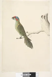 Página 52. Tamaño natural Lorito almizclero Glossopsitta concinna, 1791-92