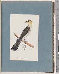 Página 52. Cuco pálido