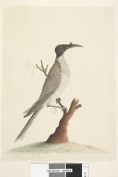 Página 55. Wer,gan o el Fraile. en la esquina inferior izquierda en otra mano Meliphaga Phrygia. en el centro inferior en una tercera mano Tamaño natural Pájaro fraile ruidoso Philemon corniculatus, 1791-92