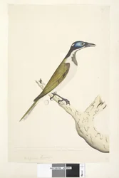 Página 56. Melephahu Cyanops. Tamaño natural. El dedo exterior y el medio están conectados hasta la primera articulación. No crecen plumas en la parte de la cabeza que es azul