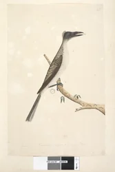 Página 57. Enero. Tamaño natural, se supone que es un ave joven. Friarbird Ruidoso Philemon corniculatus, 1791-92