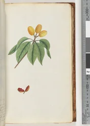 Página 59. Pilospermum mapon