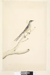 Página 60. Junio. Reducido por escala a la mitad del tamaño natural Pájaro de moco rojo Anthochaera carunculata, 1791-92