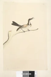 Página 63. Mayo. Tamaño natural. Melífago de corona parda Phylidonyris melanops, 1791-92