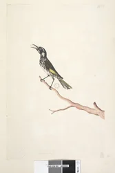 Página 65. Mayo, tamaño natural. Melífago de alas amarillas Meliornis novae, hollandiae, 1791-92