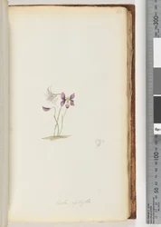 Página 66. Viola aphylla / Violeta Silvestre