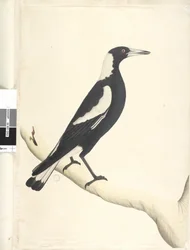 Página 6. Barita. sobre el título en otra mano Mayo. Tamaño natural Urraca de espalda negra Gymnorhina tibicen, 1791-92