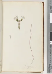 Página 6. Pimeloea linfolia