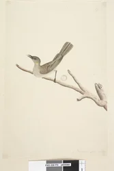 Página 70. Tamaño natural. Agosto Fuscous Honeyeater Lichenostomus fuscus, 1791-92