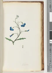 Página 72. Lobelia
