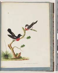 Página 73. Petirrojos escarlata
