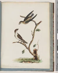 Página 74. Pájaros no identificados