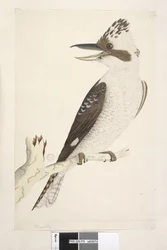 Página 75. Dacelo. tamaño natural. El dedo exterior y medio están conectados a la segunda articulación, el medio e interior a la primera. Kookaburra Dacelo gigas, 1791-92