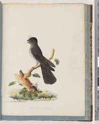 Página 75. Pájaro no identificado. Chotacabras de Nueva Holanda