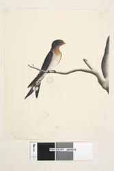 La Golondrina o Martín de N.S. Gales