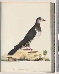 Página 77. Pájaro no identificado