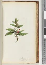 Página 78a. Solanum stelligerum / Hierba mora estrellada