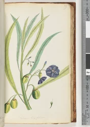 Página 79. Solanum longifolium