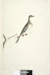 Página 84. Paloma de la Isla Norfolk dibujada a escala 1/2 del tamaño natural. Iris dudoso. Paloma de la Isla Norfolk Hemiphaga novaeseelandiae spadicea, 1791-92