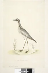 Página 85. Oedicnemus. 1/2 del tamaño natural. Zarapito de piedra del sur Burhinus magnirostris, 1791-92