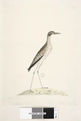 Página 86. Un pájaro nocturno. Oedicnemus. Este pájaro medía desde la punta del pico hasta la extremidad del dedo medio 30 pulgadas. Zarapito de piedra del sur Burhinus magnirostris, 1791-92