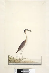 Página 89. Ardea ..?.. Nankeen Night, Garza Nycticorax caledonicus, 1791-92