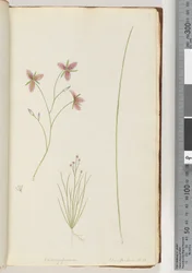 Página 8. Chlamysporum Sal. en Par Lond. No. 35