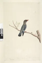 Página 8. Coraciae. Octubre. Reducido a la mitad del tamaño del pájaro del que se tomó el dibujo. Pájaro dólar Eurystomus orientalis, 1791-92
