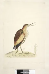 Página 90. Ardea. tamaño natural. Avetorillo Ixobrychus minutus, 1791-92