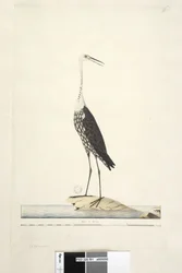 Página 91. Ciconia. sobre el título en diferente mano diciembre, iris dudoso Garza de cuello blanco Ardea pacifica Notophoyx pacifica, 1791-92