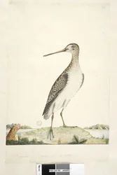 Becada Japonesa