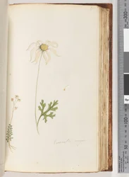 Página 95. Eriocalia major