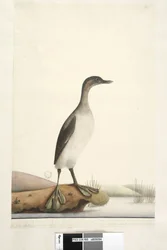 Página 95. Podicepha. a lo largo del borde inferior en diferente mano Septiembre. Tamaño natural del ave, las plumas son de una textura muy fina, particularmente las del pecho que tienen una apariencia sedosa y brillante, rara vez vuela más de 50 o 60 yard