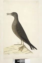 Página 97. Ave de la Isla Norfolk comúnmente llamada el ave de cordero, dibujada a tamaño natural Wedge, Tailed Shearwater Puffinis Pacificus, 1791-92
