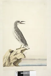 Página 99. Phaeton. Un joven Ave Tropical 1/2 del tamaño natural. Ave Tropical de Cola Roja Phaethon rubricauda, 1791-92