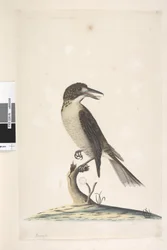 Página 9. Vanga. tamaño natural. Pájaro carnicero gris Cractius torquatus hembra, 1791-92