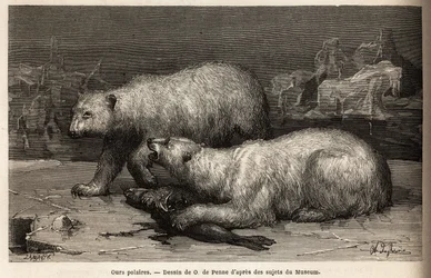 Osos polares en el hielo, golpeando una foca que acaban de atrapar. Grabado para ilustrar el viaje al mar libre del polo Ártico, por el Doctor Hayes, cirujano de la Marina de los Estados Unidos, en 1860-1862, publicado en “Le tour du monde, nouveau journal