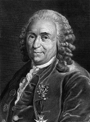 Retrato de Carl Von Linné, naturalista y escritor sueco (1707 - 1778). Grabado del siglo XIX.