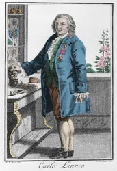 Retrato de Charles Linne (Carl von Linne, Linneus)